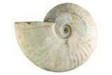 Silver Iridescent Ammonite (Cleoniceras) Fossil - Madagascar #345603-1